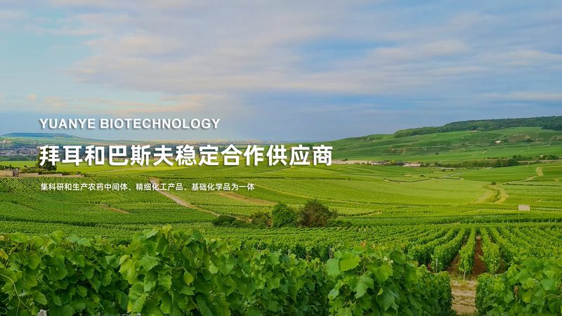 工业酶批发价格揭秘：如何理性评估与选择**
